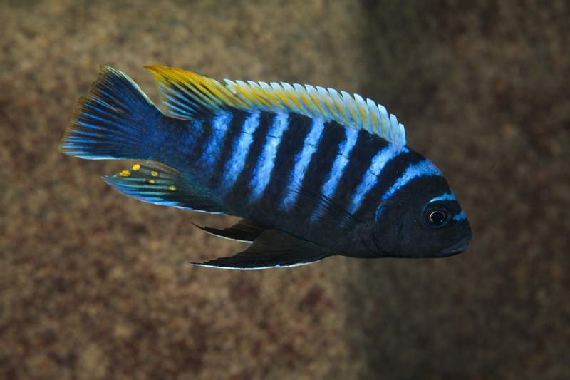 Maylandia pambazuko 'Londo Bay'